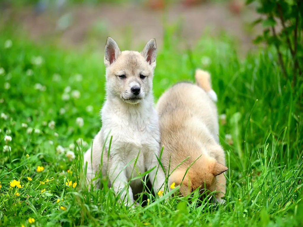 cucciolo laika siberia occidentale