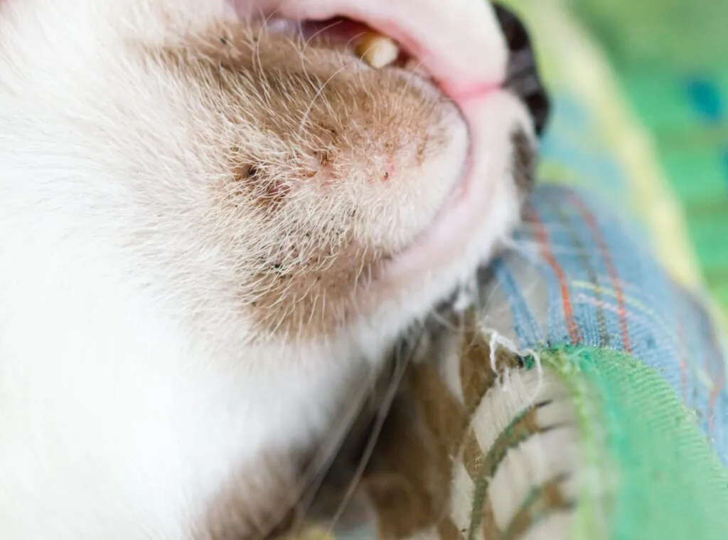 gatto con punti neri sul mento