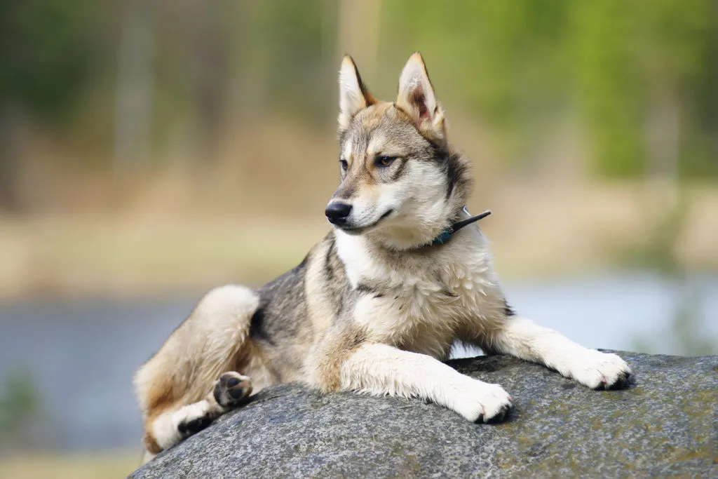 laika della siberia occidentale giovane