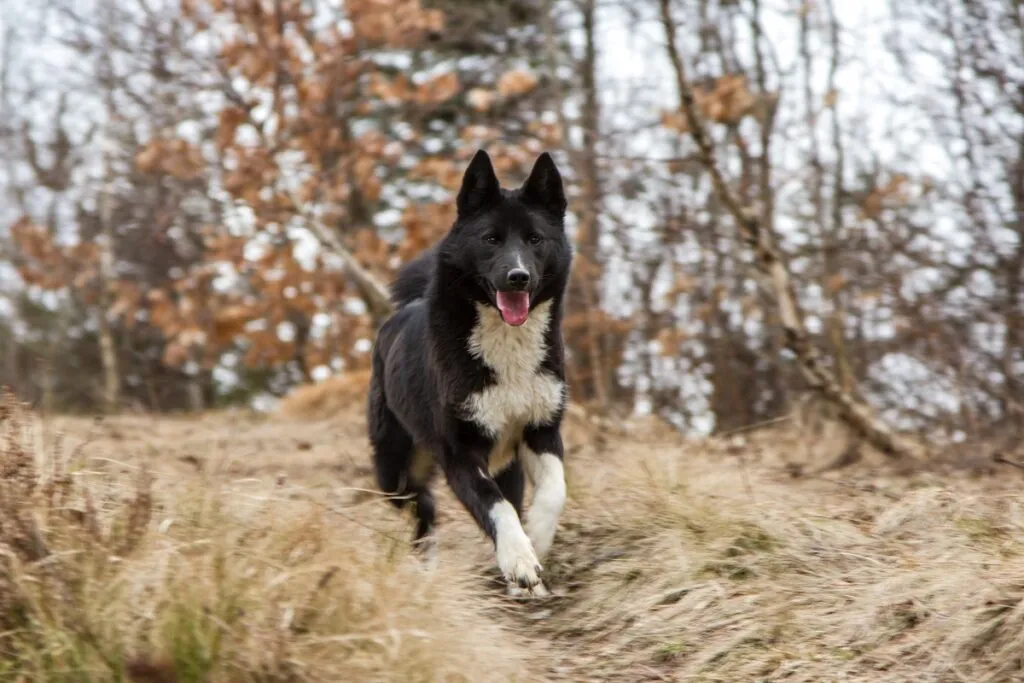 laika russo europeo bianco e nero