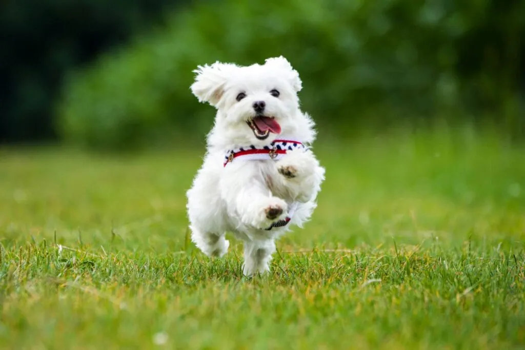 maltese corre in giardino