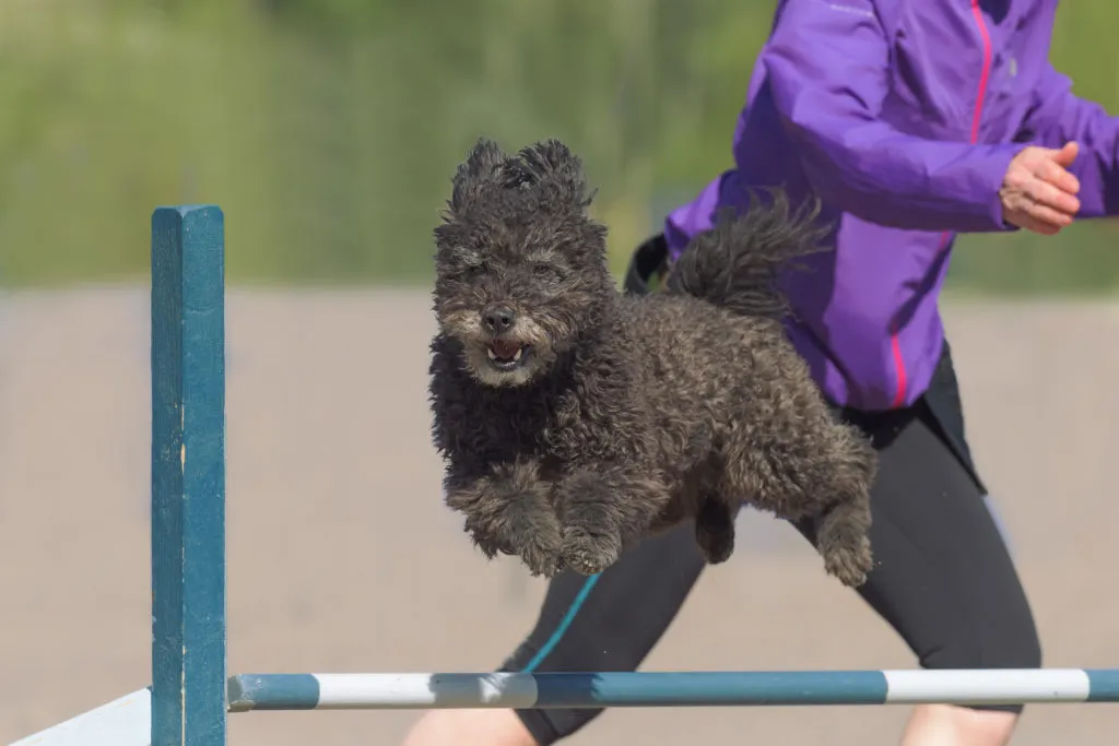 pumi durante agility dog