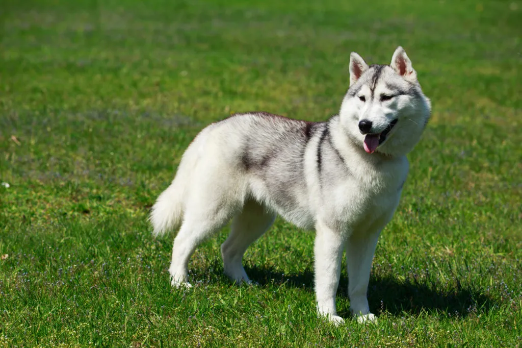 alaskan malamute in giardino