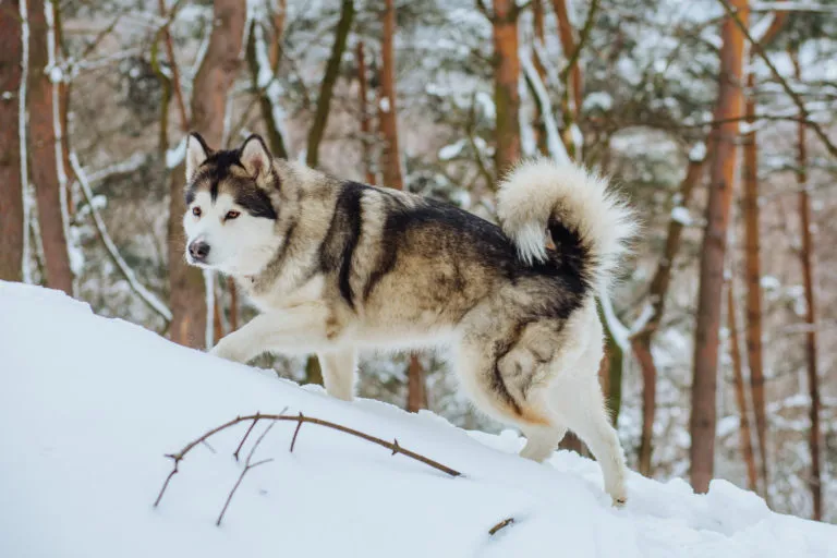 alaskan malamute