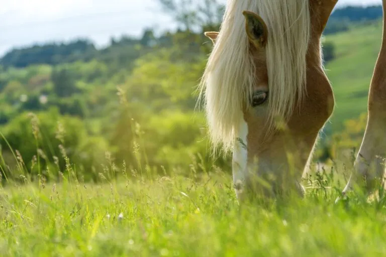 cavallo pascola nel prato