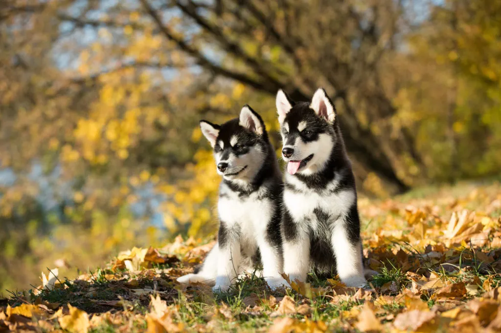 cuccioli alaskan malamute