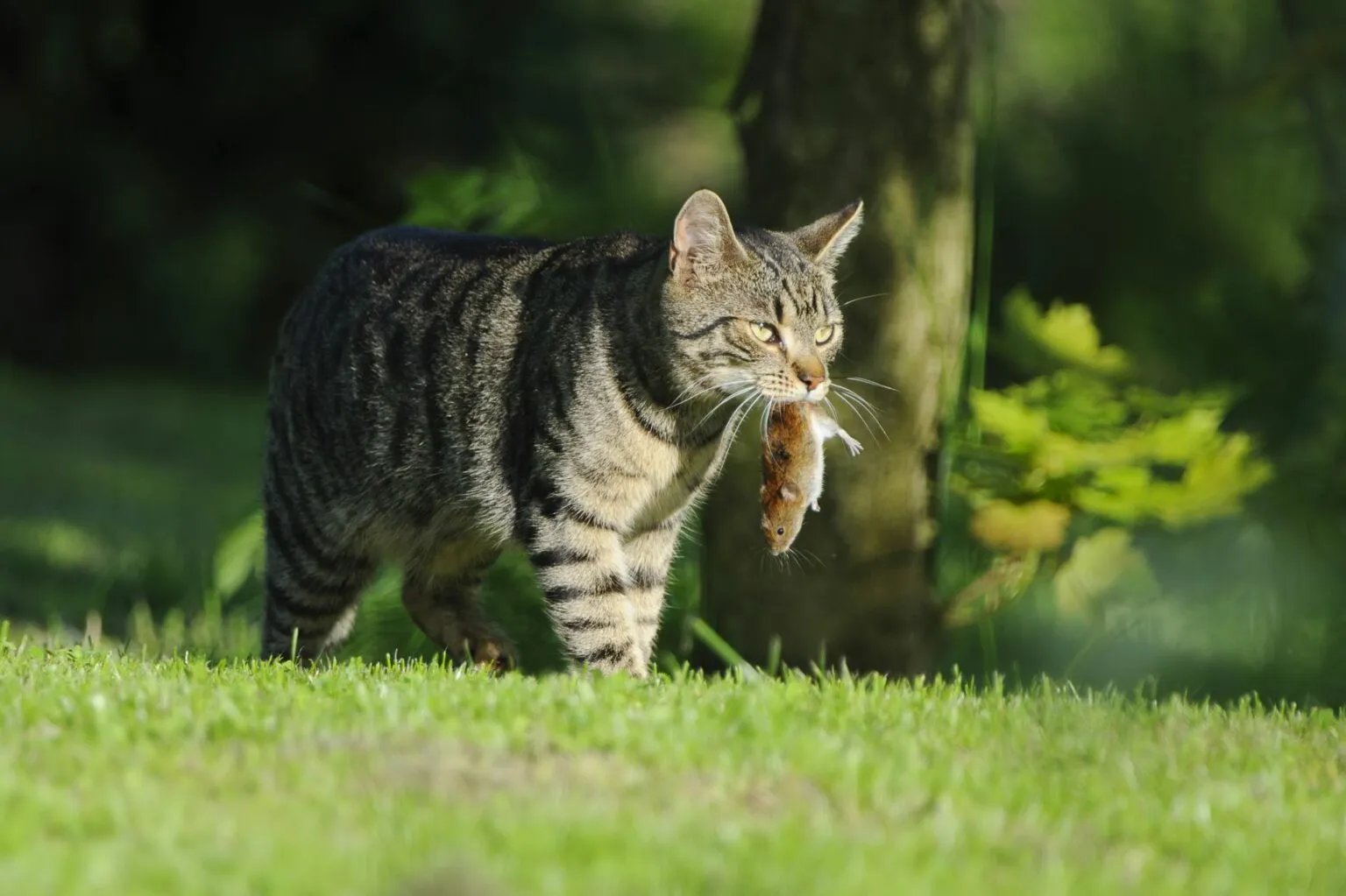 gatto con topo in bocca