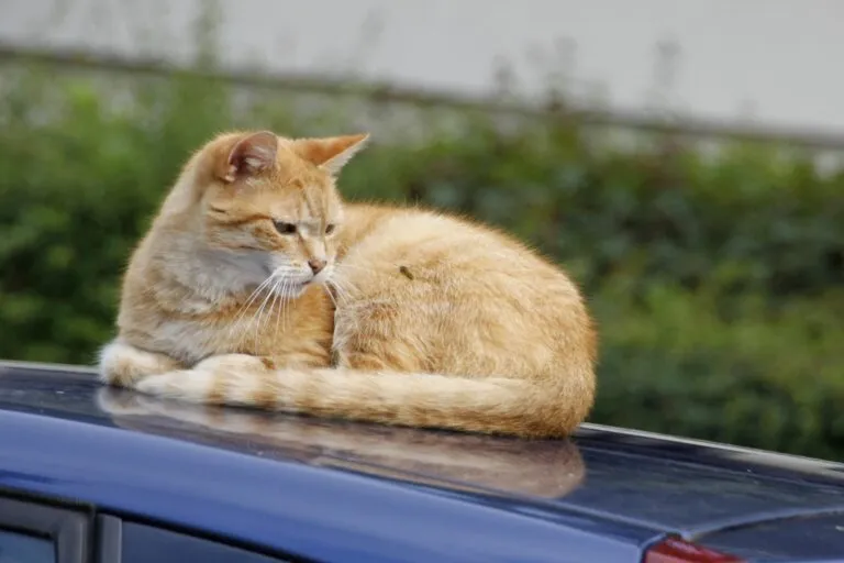 gatto osserva vespa su auto