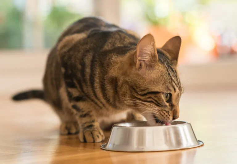 gatto mangia da ciotola