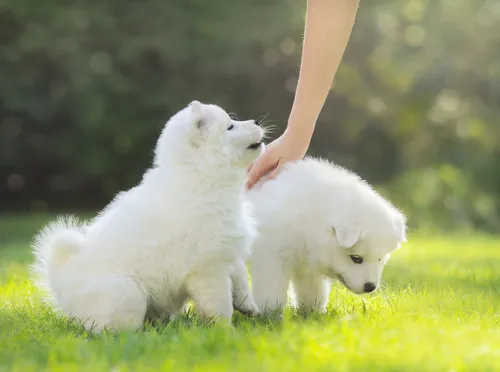 samoiedo cuccioli