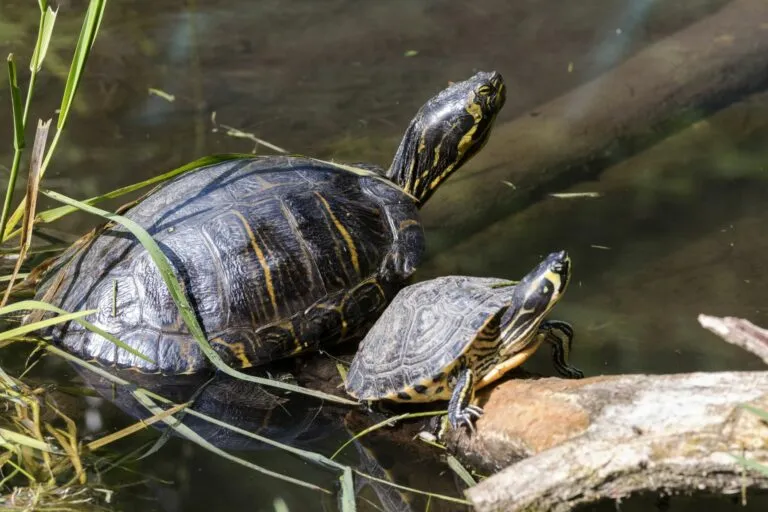 tartarughe acquatiche