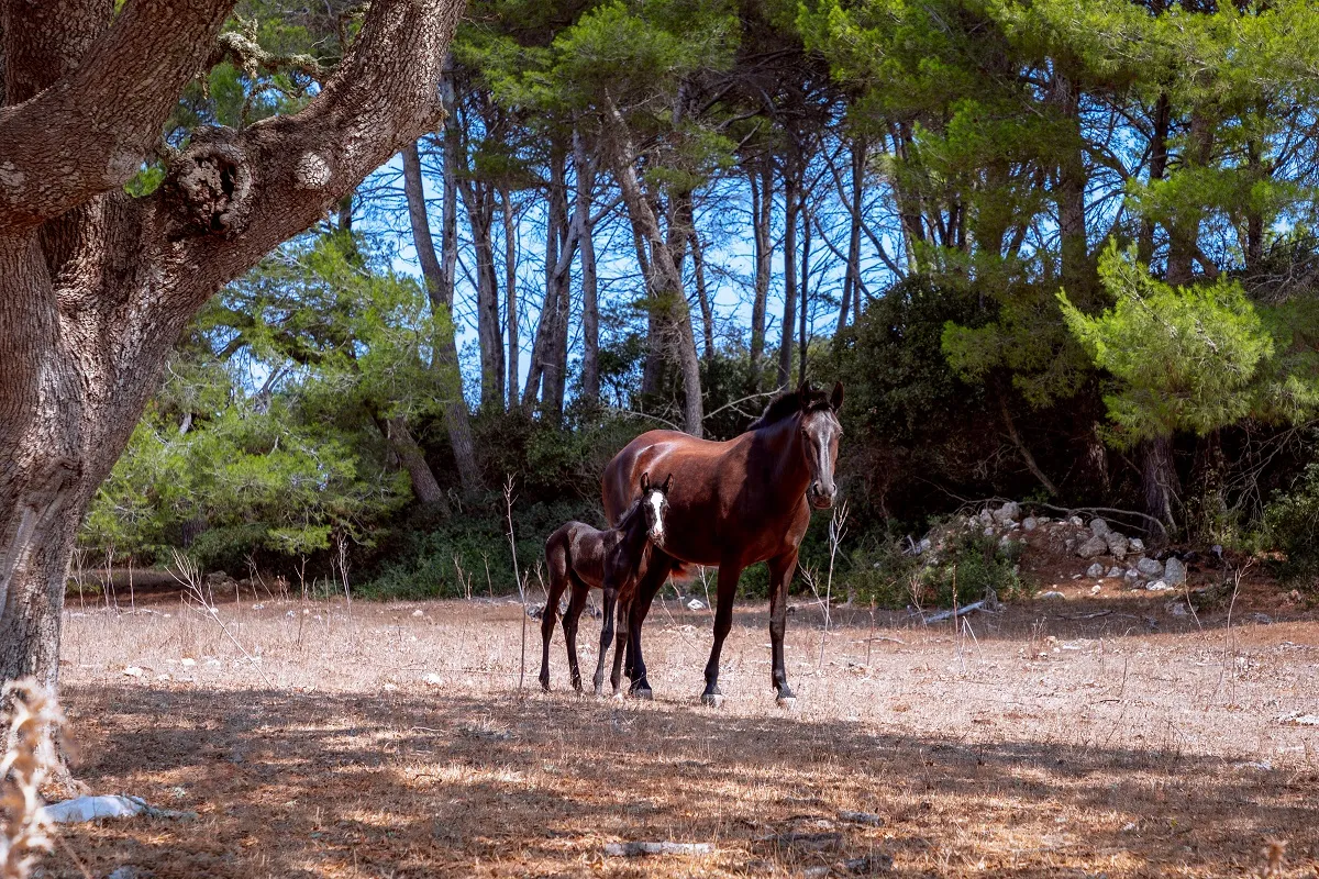 cavallo minorchino con puledro