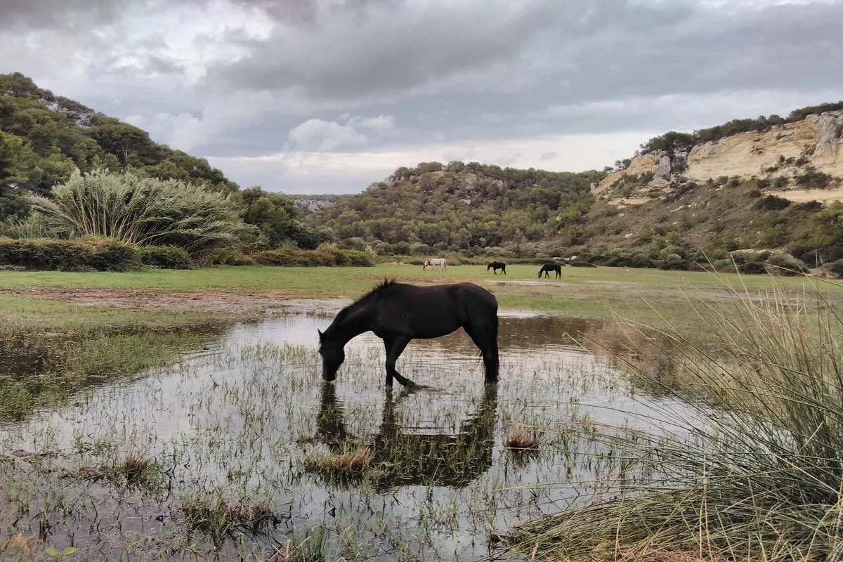 cavallo minorchino si abbevera