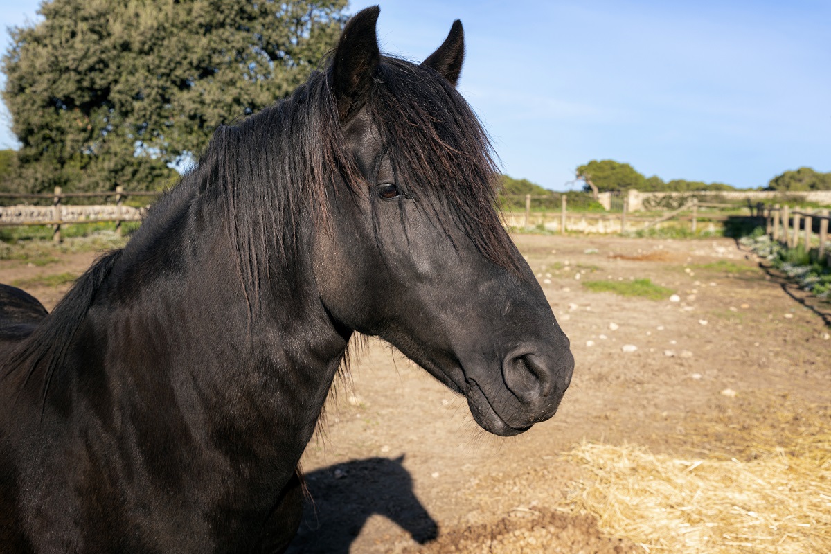 Rete per fieno a maglia stretta – Passione Cavallo