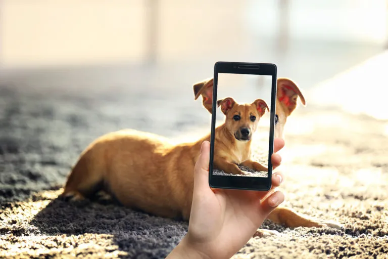 fotografare il cane