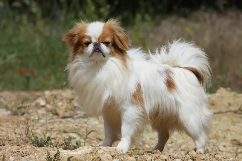 japanese chin bianco e marrone