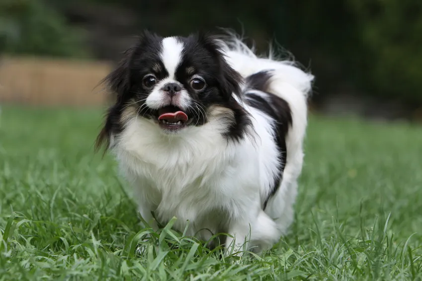 japanese chin in giardino