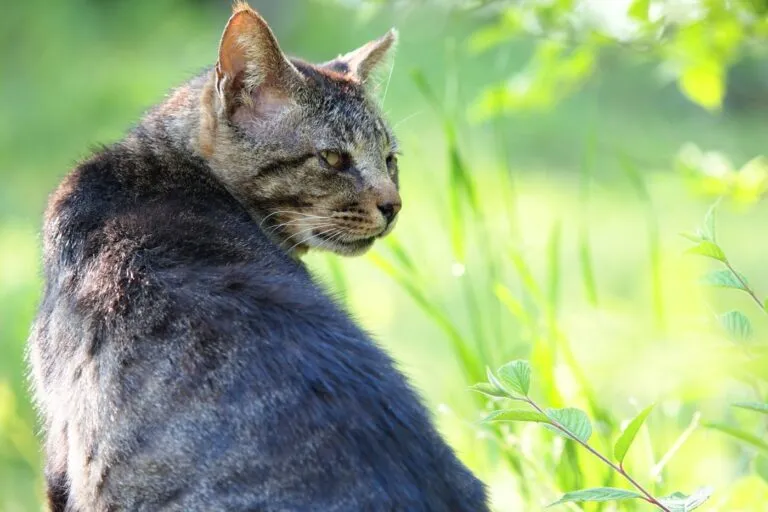 spondilosi gatto