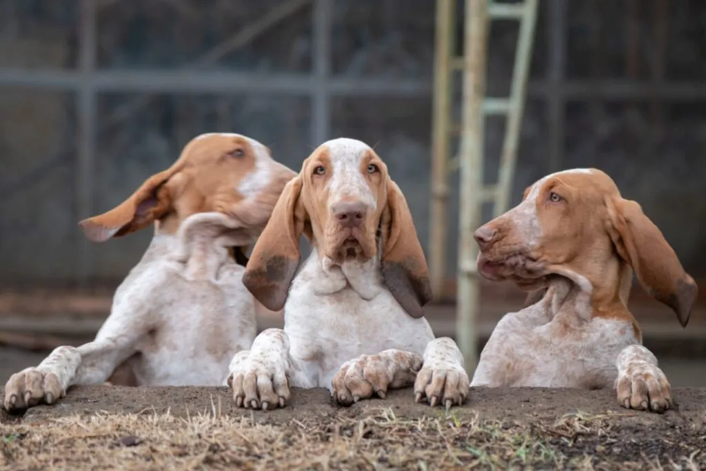 3 bracco italiani