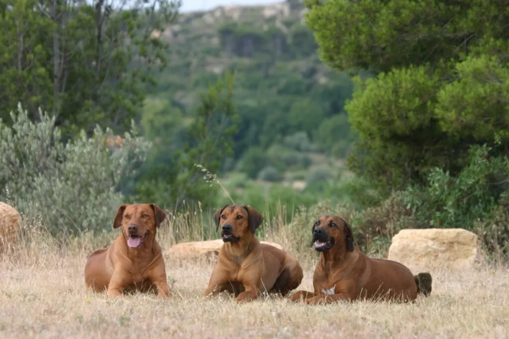 3 Rhodesian ridgeback seduti nel prato