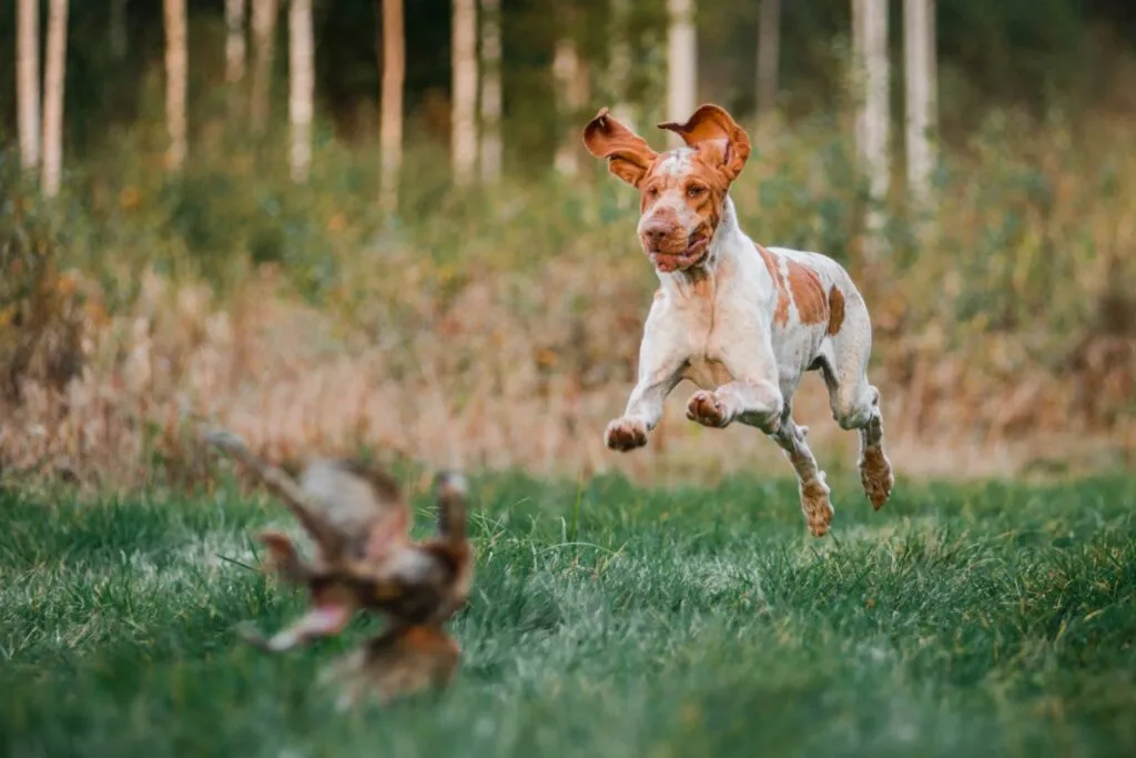 Bracco Italiano nel bosco