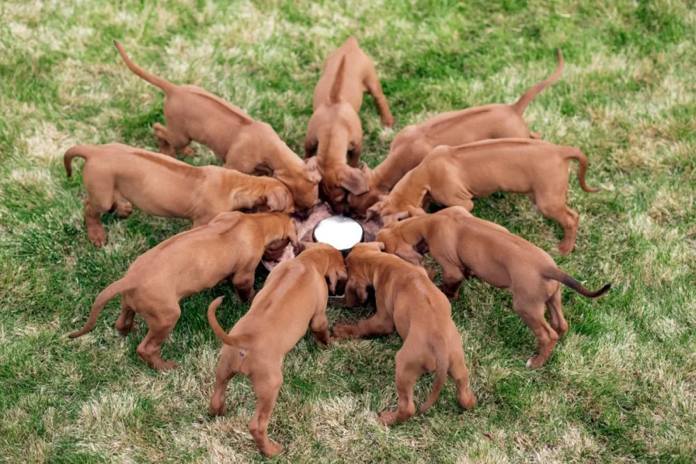 cuccioli Rhodesian ridgeback