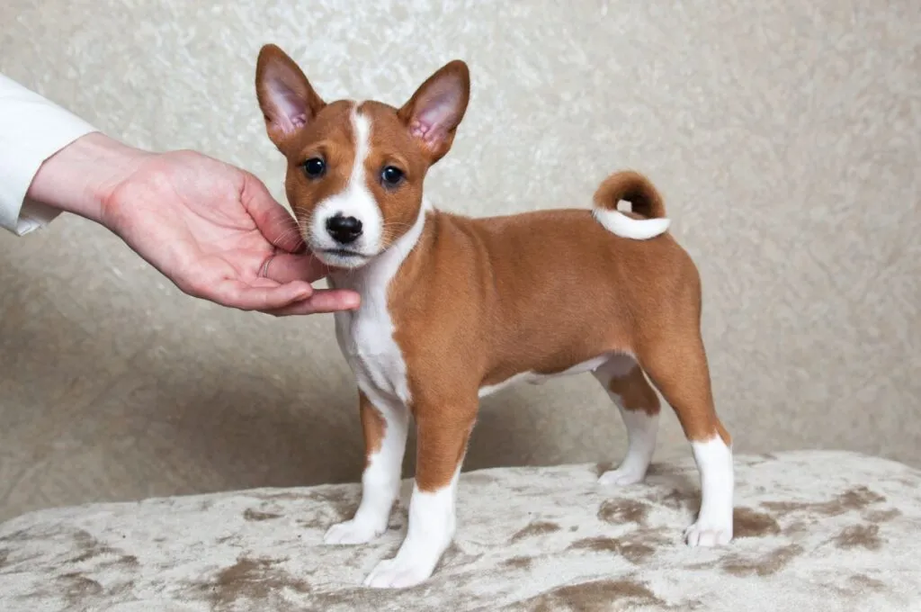 basenji puppy