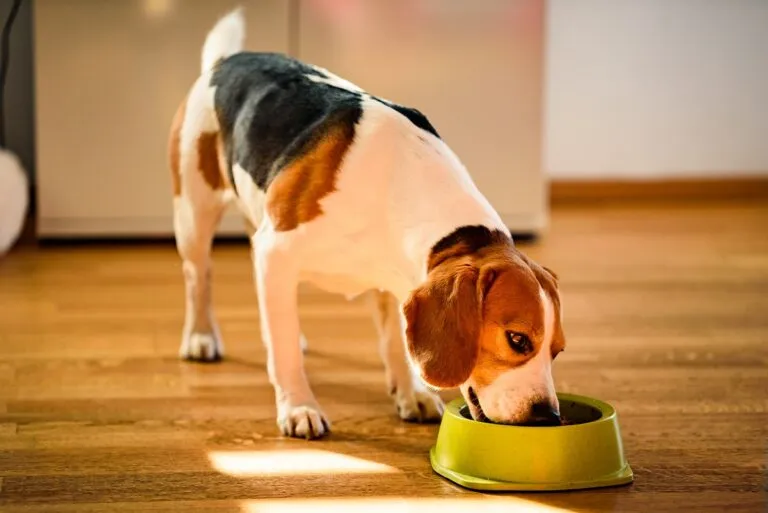 cane con allergia alimentare