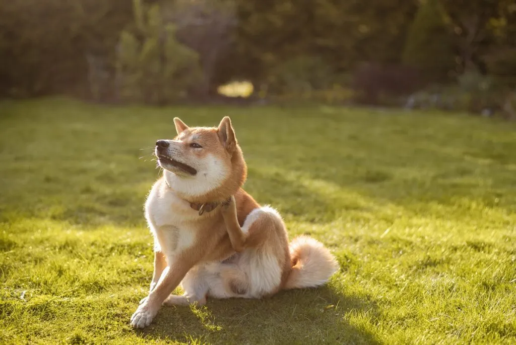 shiba inu con dermatite si gratta