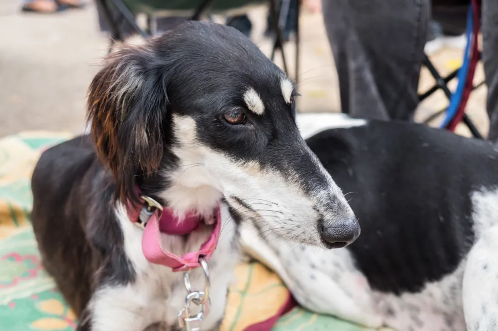 cane saluki