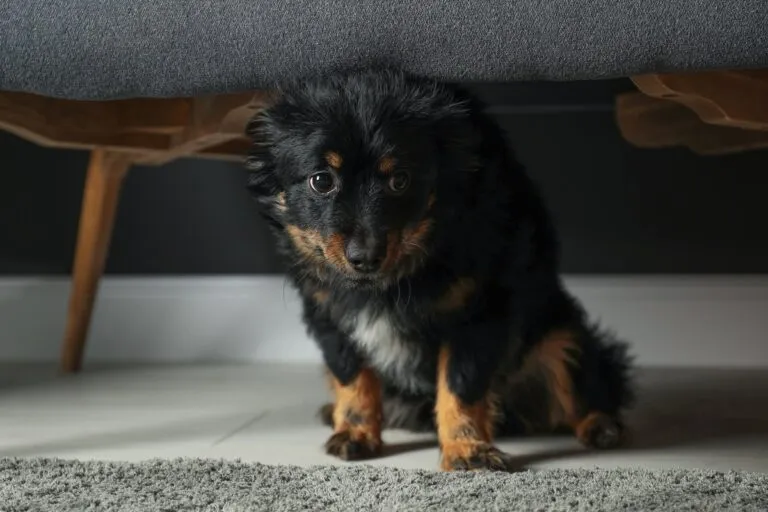 cane spaventato sotto il divano