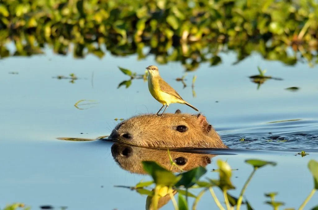 capibara con uccellino sulla testa