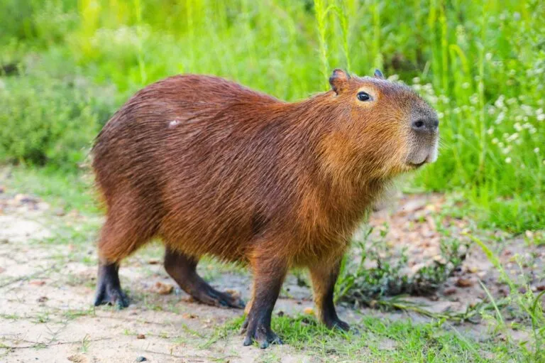 capibara