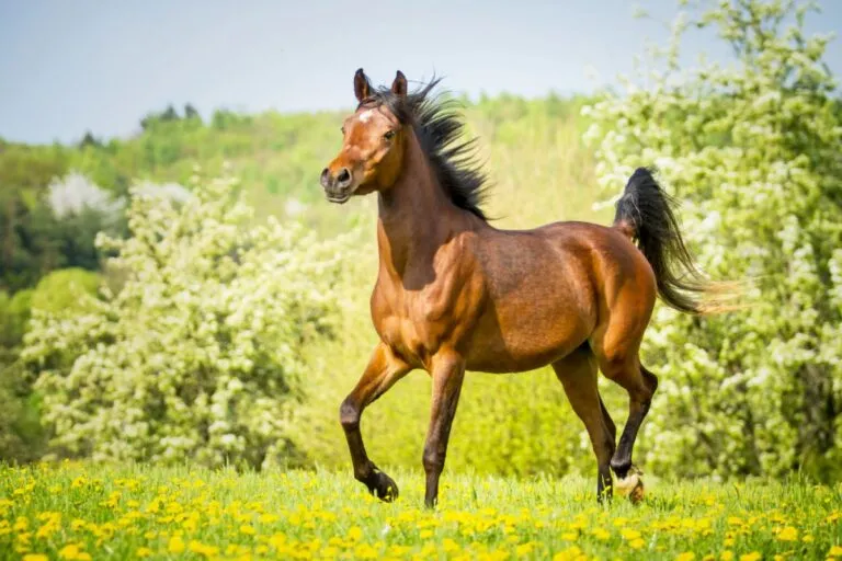 cavallo arabo