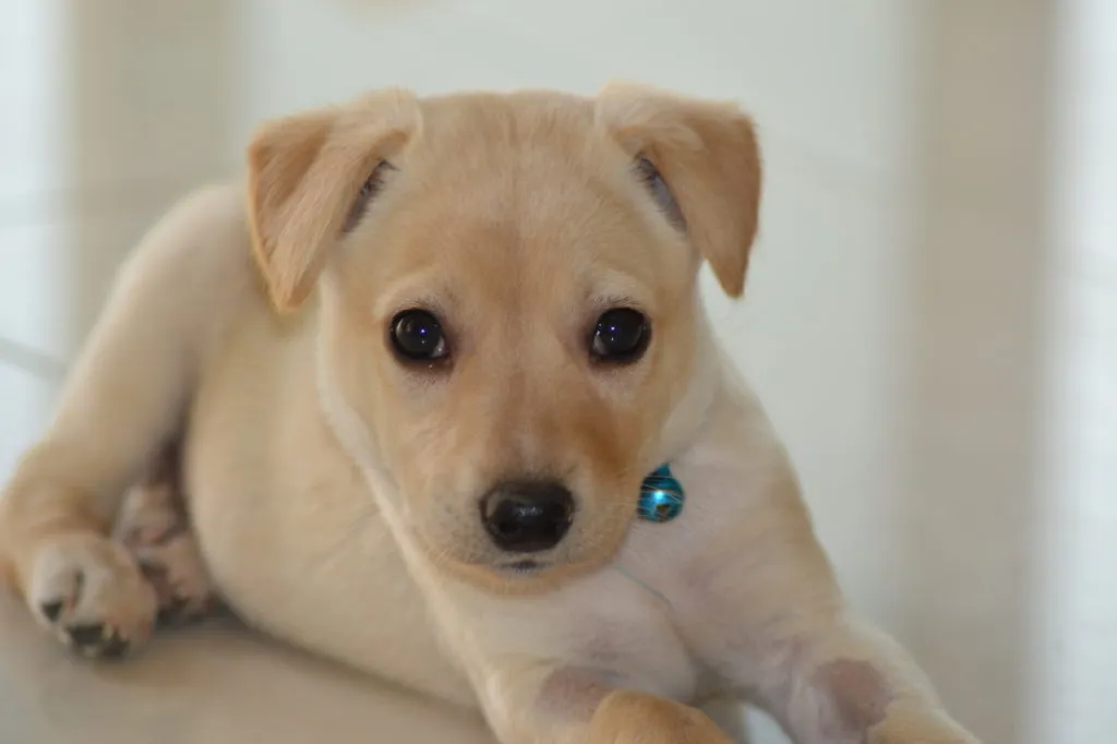 cucciolo saluki