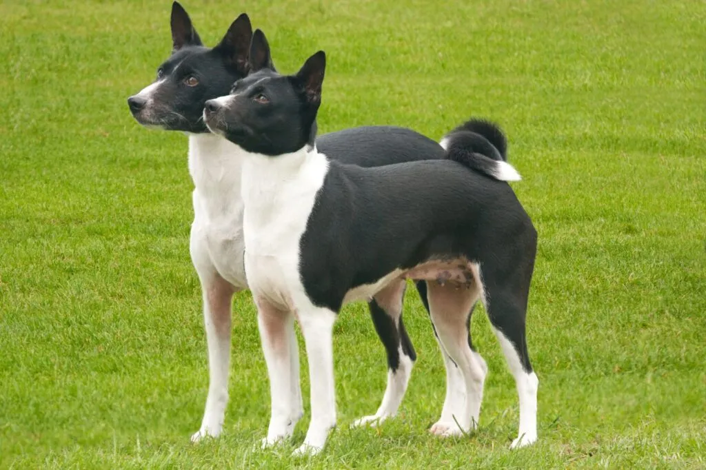 due basenji bianchi e neri in giardino