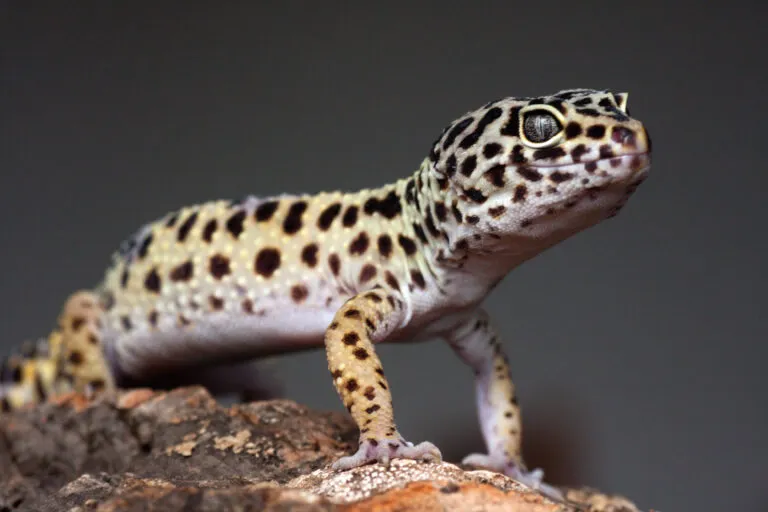 geco leopardino