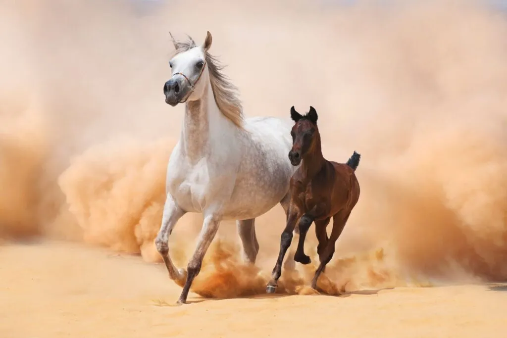 giumenta e puledro arabi al galoppo