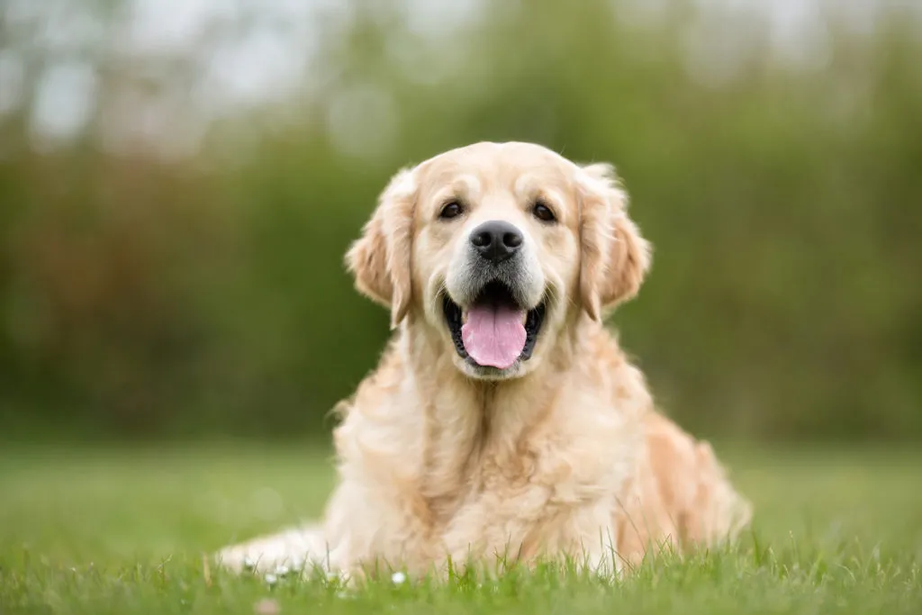 Golden Retriever in giardino