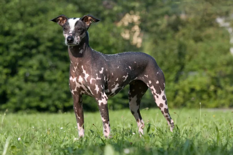 perro sin pelo del peru