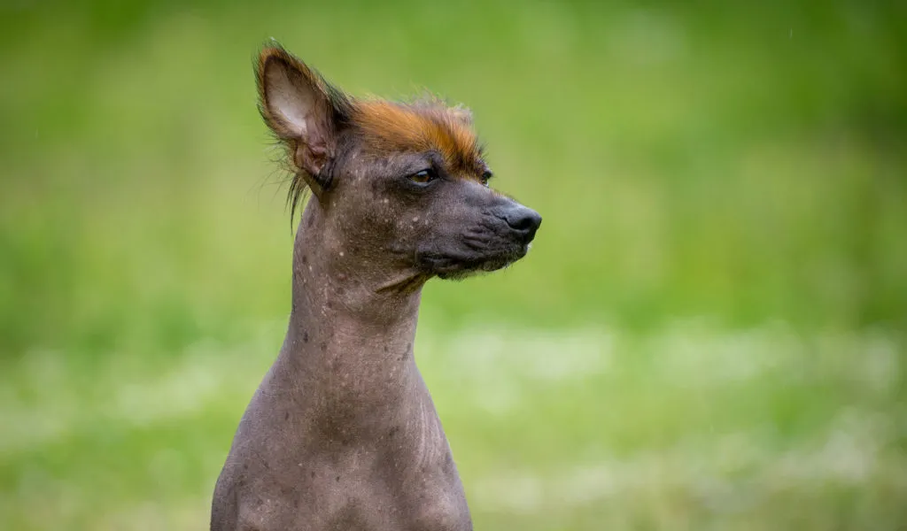 perro sin pelo peru con pelo