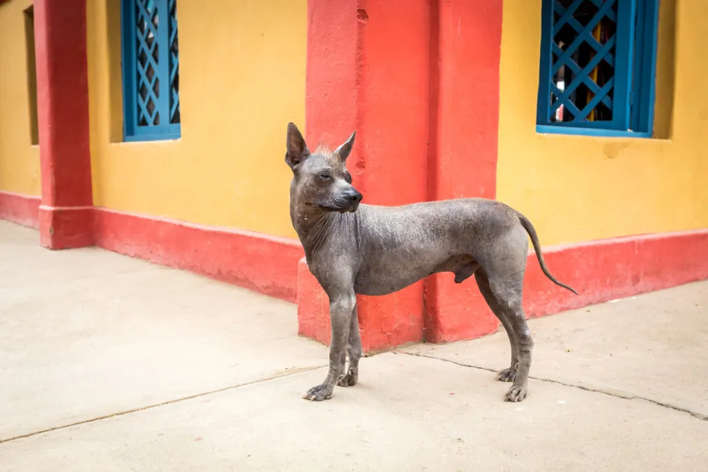 perro sin pelu peru marrone