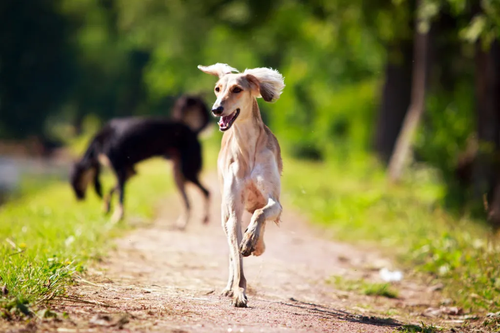 saluki corre nel parco