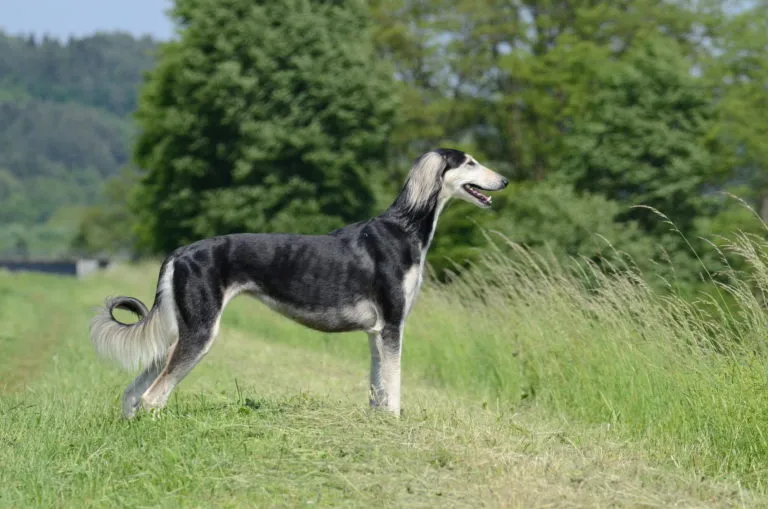 saluki