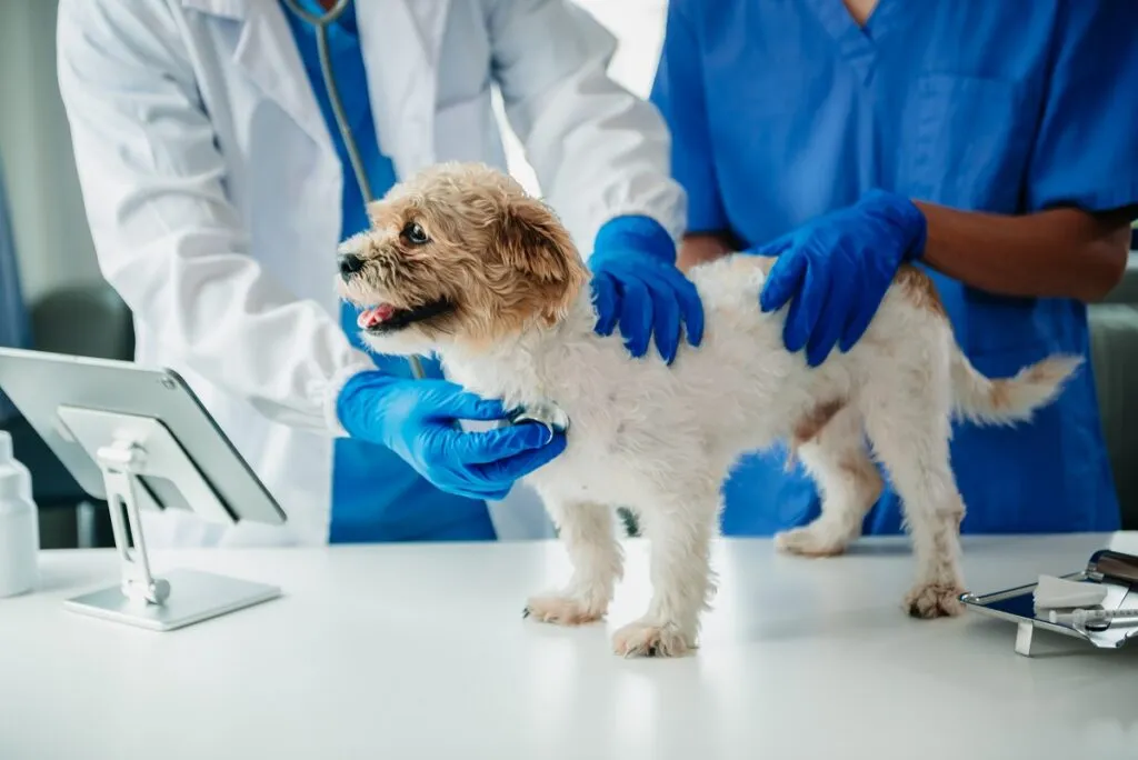 veterinario visita cane