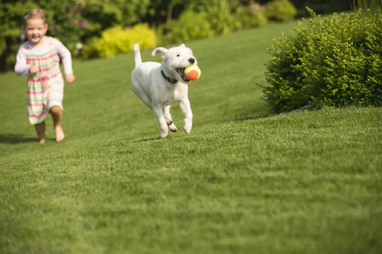 cane gioca in giardino con bimbo