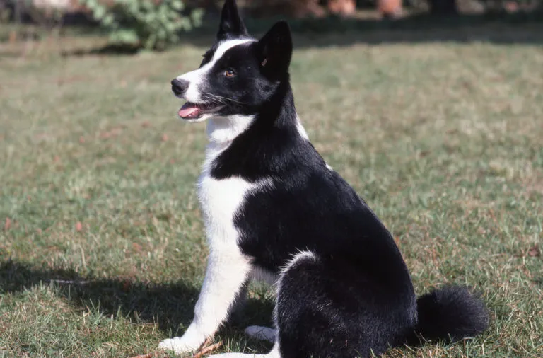 Cane da orso della Carelia