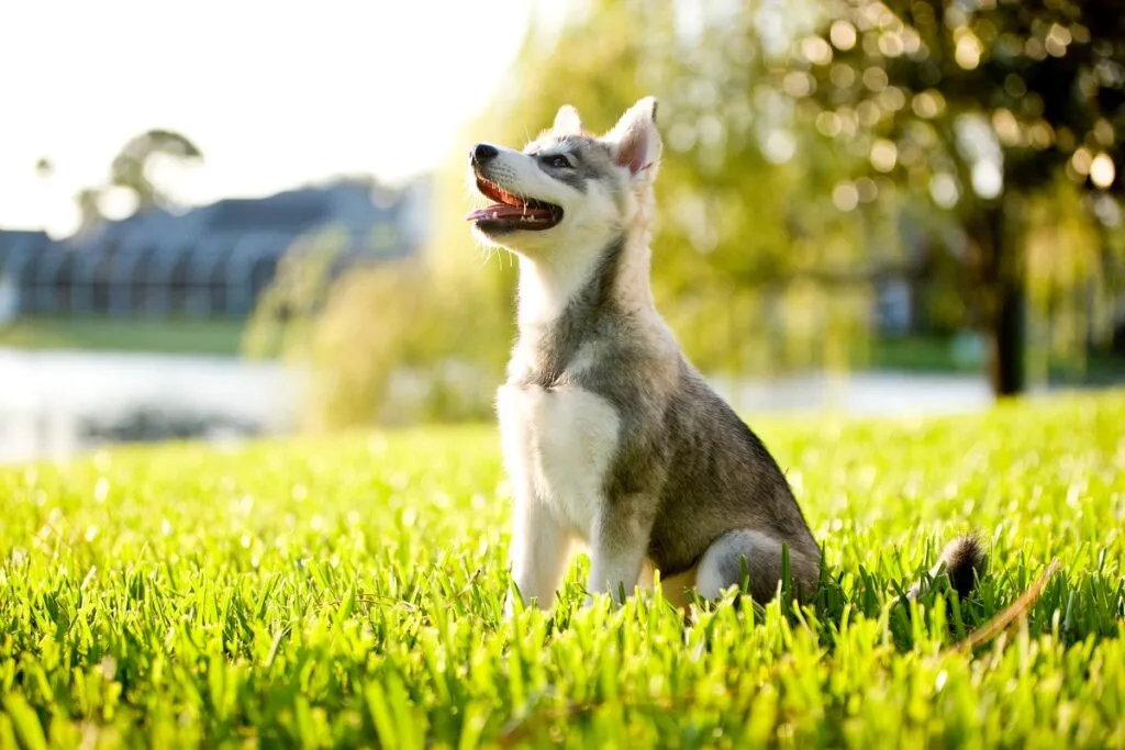 Alaskan Klee Kai cucciolo