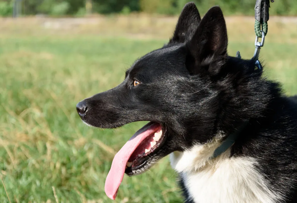 cane da orso della carelia al guinzaglio