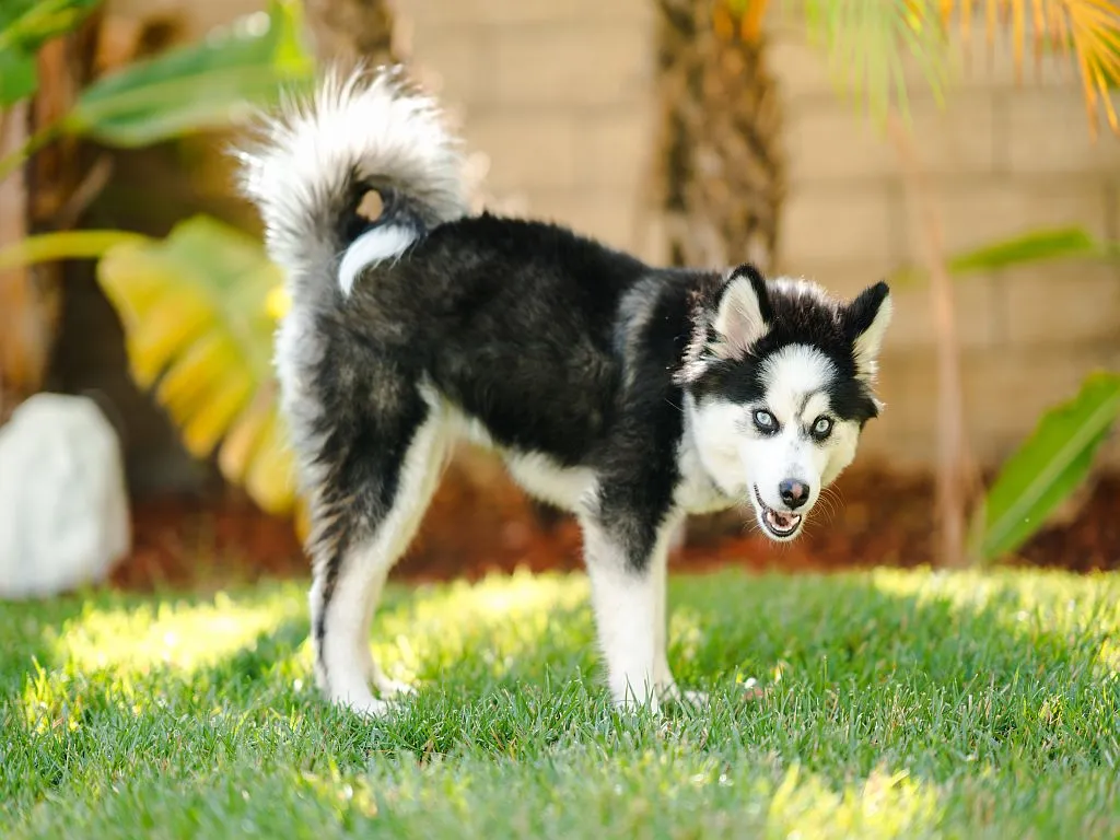 Pomsky cucciolo